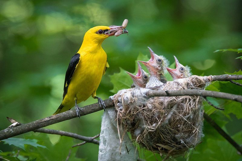 Кому жука?photo preview