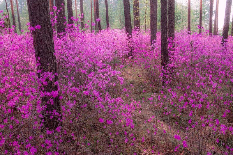 Майский пожарphoto preview