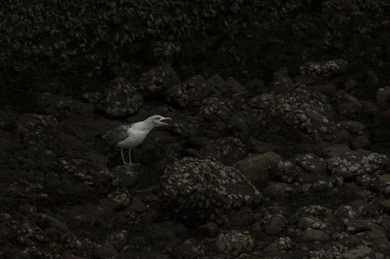 Fall of the dayphoto preview