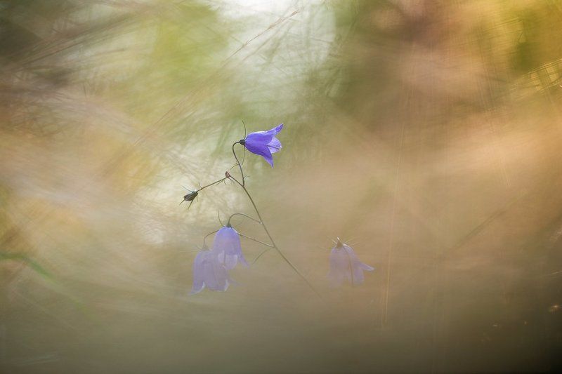 цветы,цветок,макро,растения,природа,колокольчик,боке,осень Последние краски летаphoto preview