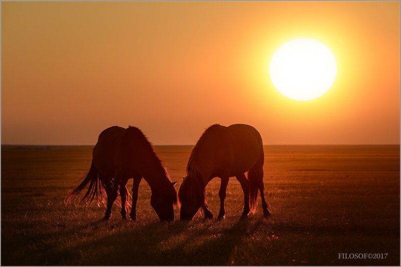 Кони и Солнцеphoto preview