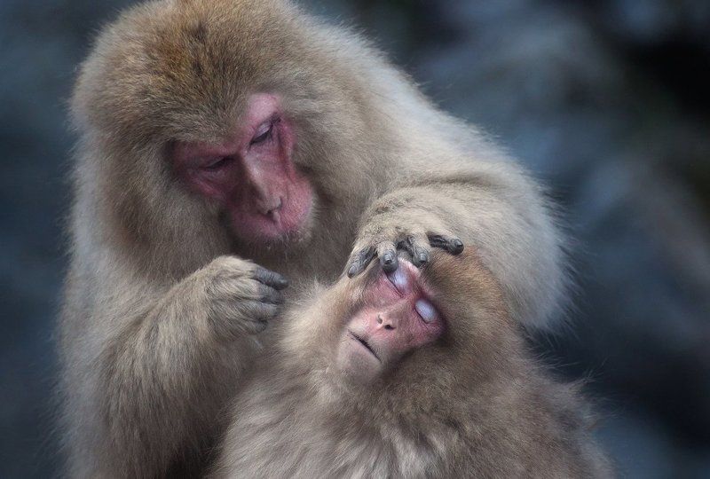 обезьны, япония Визажист за работойphoto preview