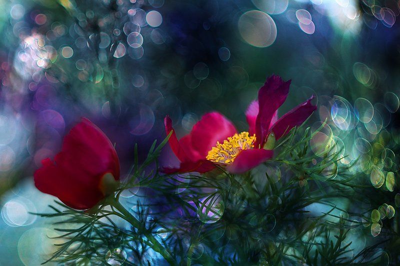 цветы, пионы, paeonia, сорта пионов, блики, макроцветы Paeoniaphoto preview