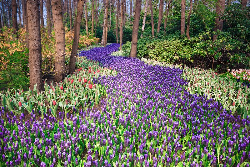 гиацинты, цветы, цветение, парк, голландия *Гиацинтовая река*photo preview