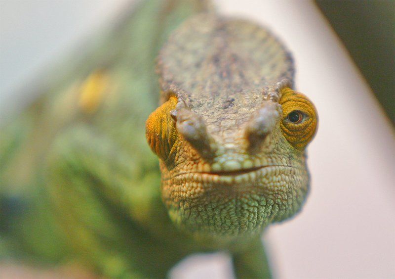 Chameleon Chameleon. Portrait. фото превью