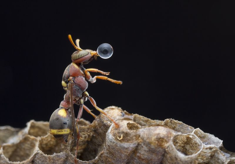 #macro#wasp#waterbubble#reflection#colors Wasp 170920Aphoto preview