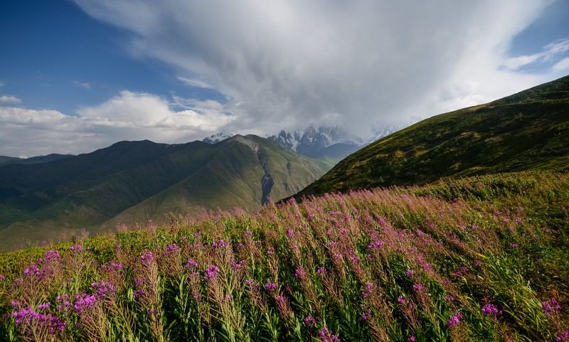 кавказ, caucasus, горы На цветущих высотахphoto preview