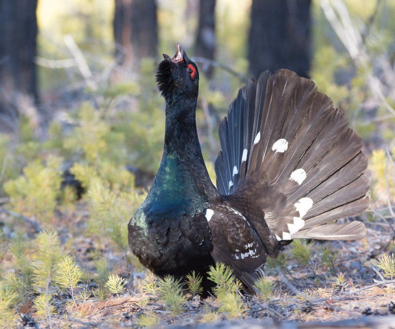 Каменный глухарьphoto preview