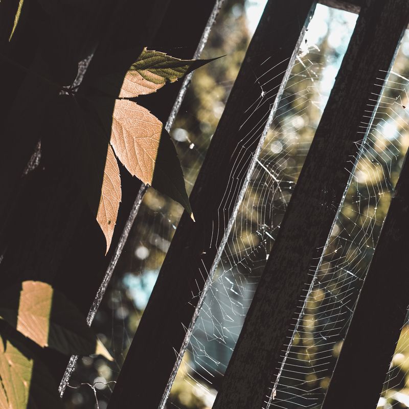 природа, осень, паутина осеннееphoto preview