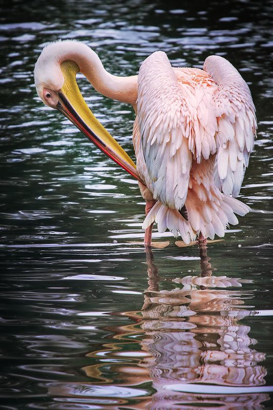 пеликан,отражение, зеркало, *Свет мой зеркальце скажи...*photo preview