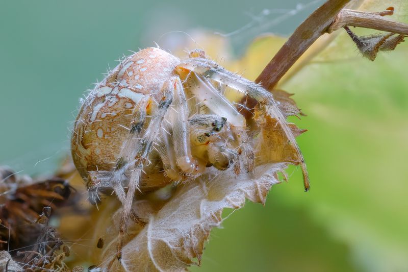 Паук-крестовикphoto preview