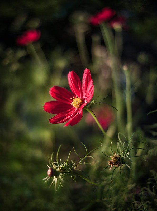 *** фото превью