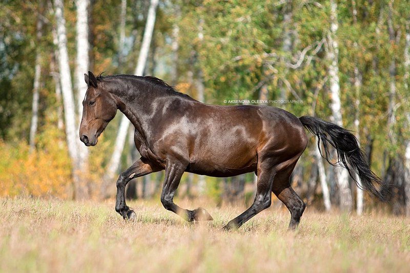 лошадь. животные. красота Красотка Валютаphoto preview