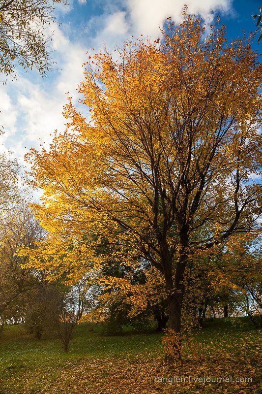 коломенское, москва, осень, золотая, небо, пейзаж Паркphoto preview