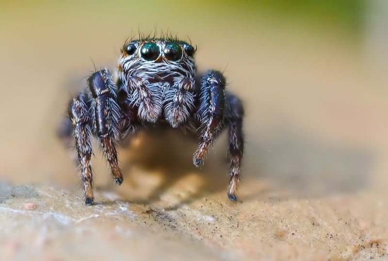 Волосатикphoto preview