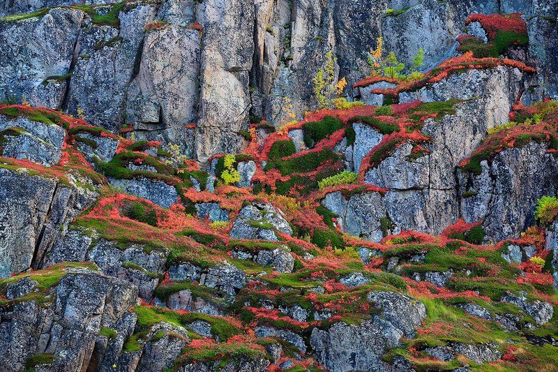 фактура,  краска, осенняя тундра, Териберка, Кольский полуостров, скалы, растения фактуры и краски осенней тундрыphoto preview