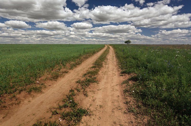 Поле трава колея зелень дерево облака лето Долгая дорога к облакамphoto preview