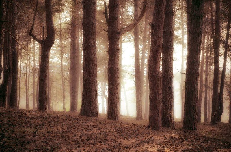 старый лесphoto preview