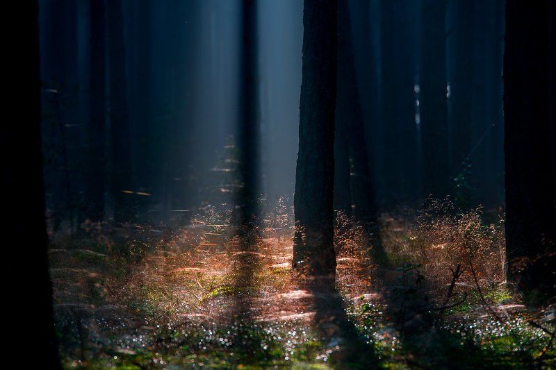 Leśne mgły - www.fotoel.euphoto preview