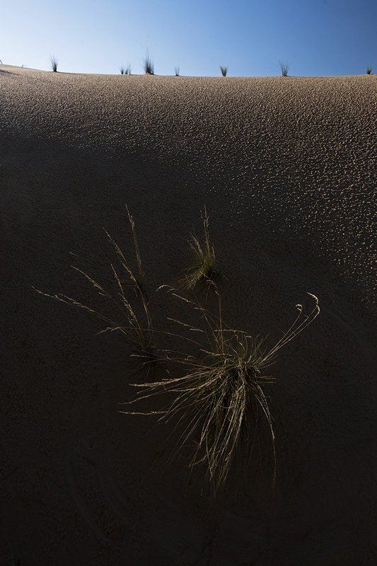 донская сахара Донская Сахараphoto preview