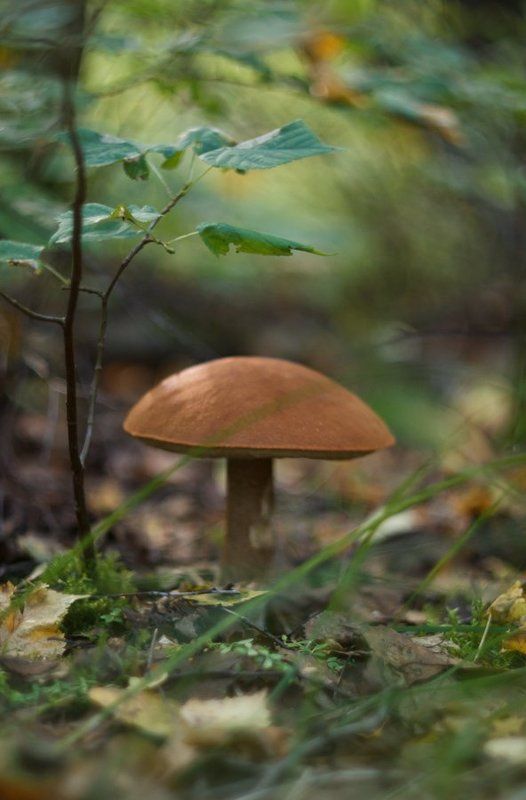 гриб, подосиновик, лес Тихая охотаphoto preview