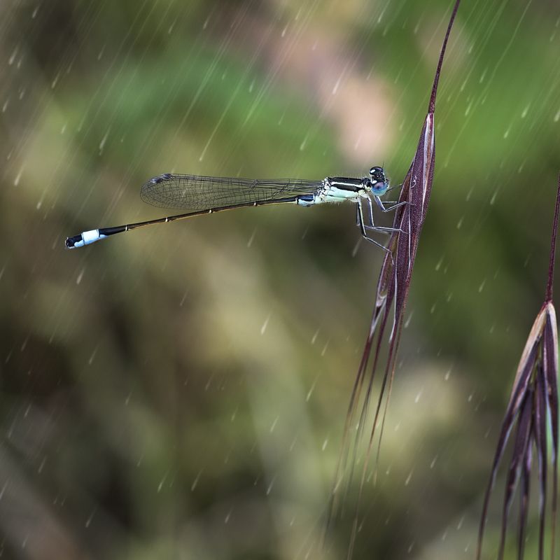 dragon fly, rain, close up Dragon fly in the rainphoto preview