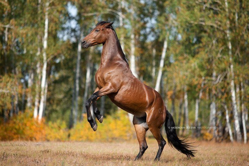 Кобыла Соната Русской рысистой породыphoto preview