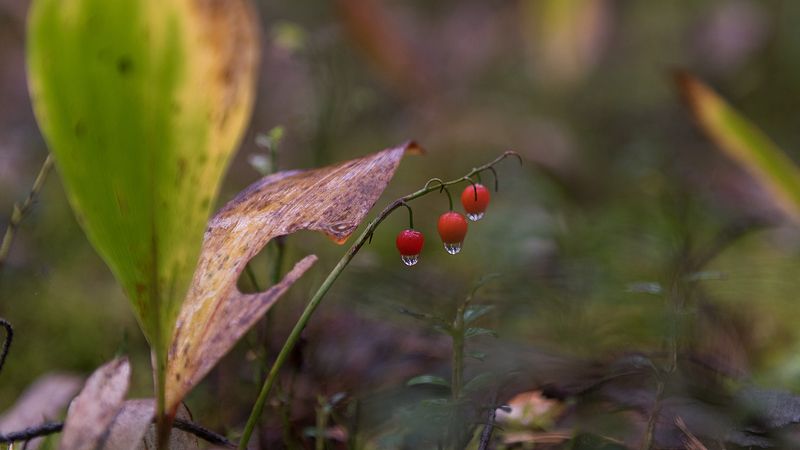Грибной бумphoto preview