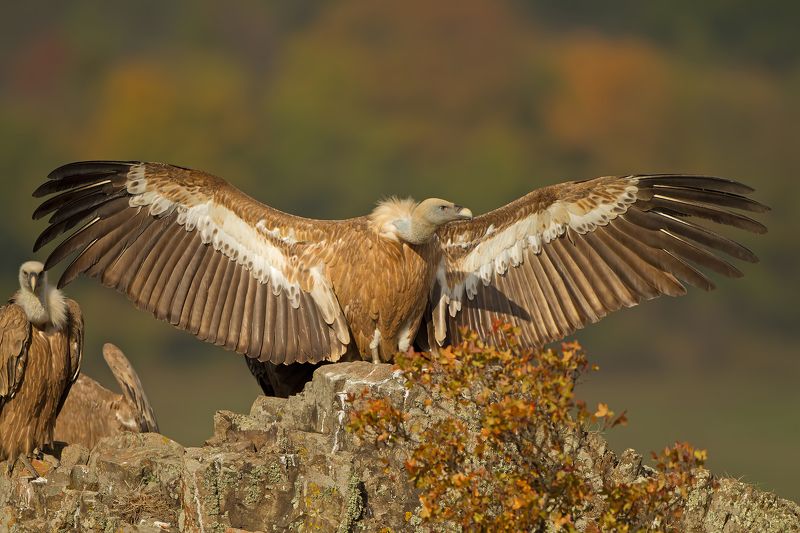 Белоглавият лешояд    Gyps fulvusphoto preview