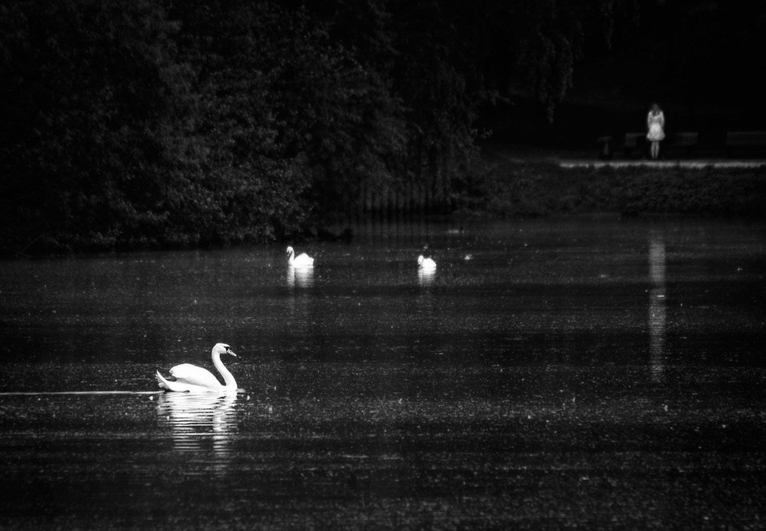 Автор: Олег Тыркин озеро, лебедь, дефушка, Олег Тыркин