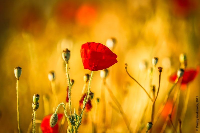 #landscapes #color #PhotoByDmitryGorkovets #poppies #sunrise  Poppiesphoto preview