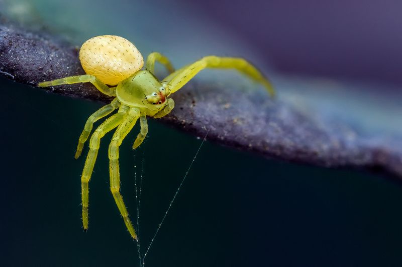 Природный контрастphoto preview