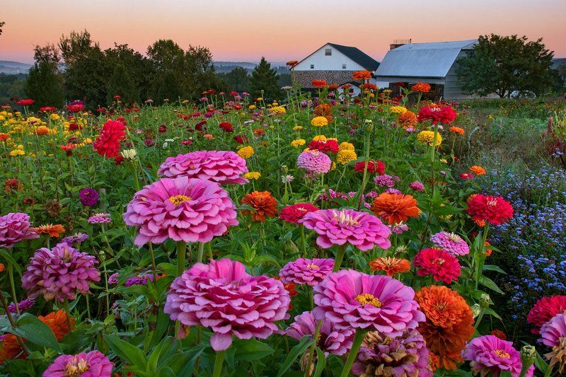 Autumn Flowersphoto preview