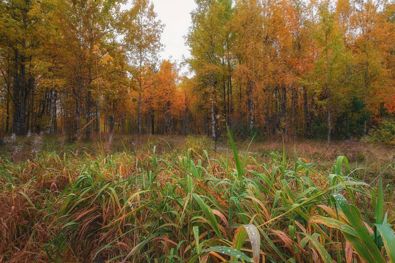 Осень. Автор: Игорь Подобаев печора,коми,север,осень,золотая, Игорь Подобаев
