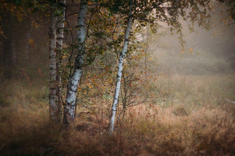 фото, природа, лес, дубна, россия Субботнее утроphoto preview