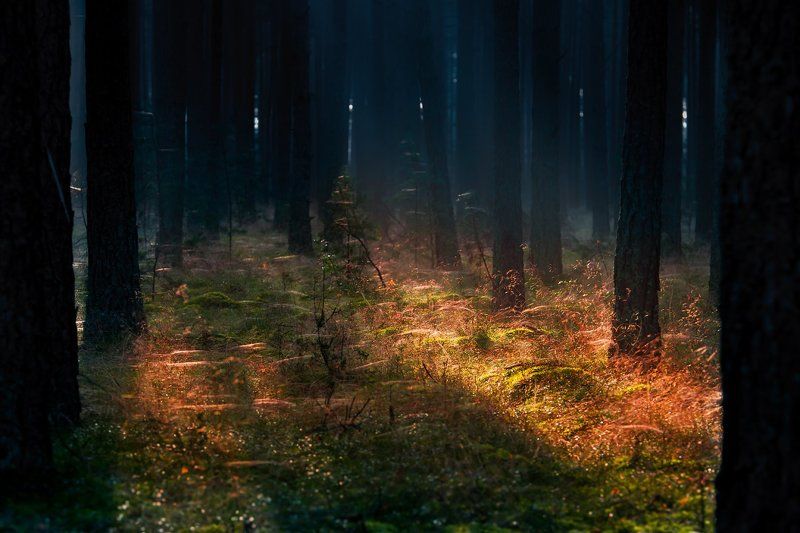 Leśne mgł IIphoto preview