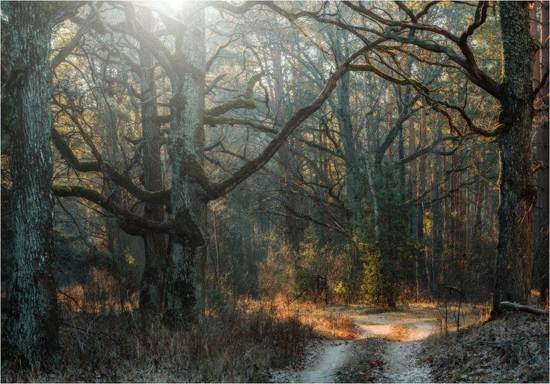 дубрава дуб лес солнце Дубрава.photo preview