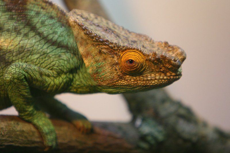 Chameleon. Portrait. фото превью
