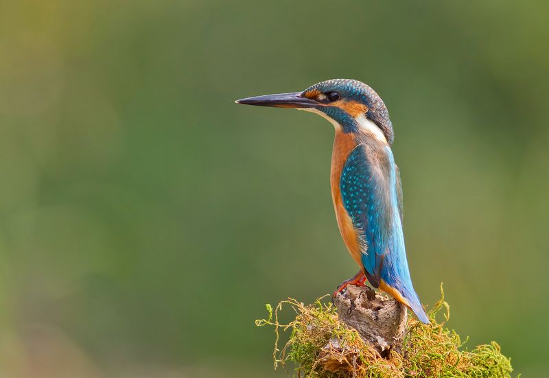 Земеродно рибарче   Alcedo atthisphoto preview