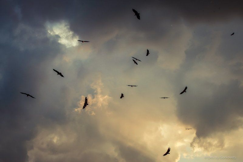 #animals #birds # #sunset #maderuelo #spain #PhotoByDmitryGorkovets #landscapes Vultures on sunsetphoto preview