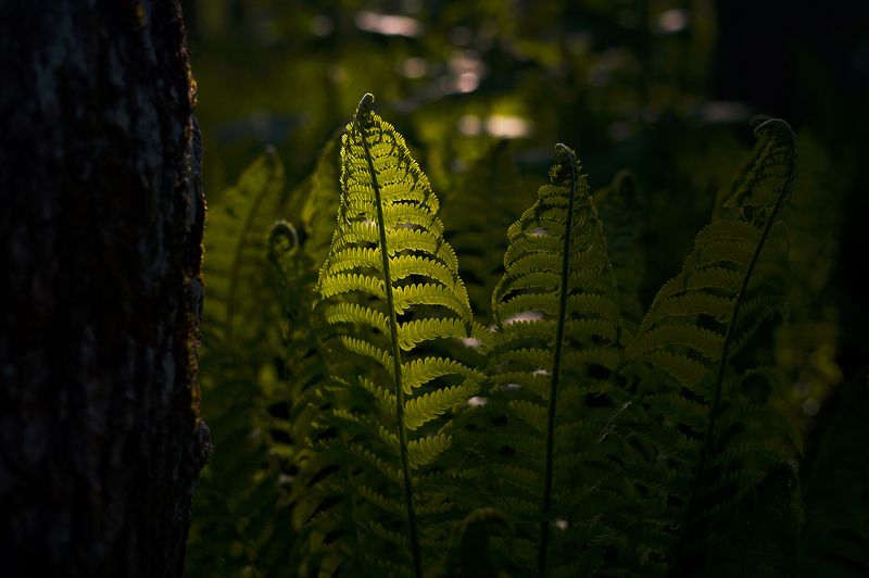 Вечер в папоротниковом лесуphoto preview