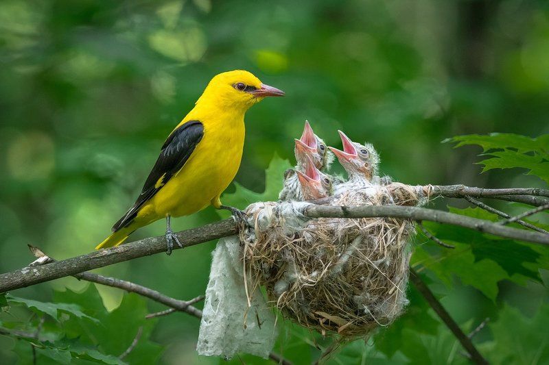 Иволгаphoto preview