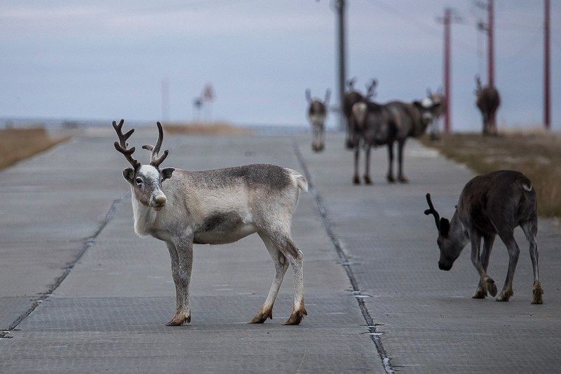 Двустороннее движение на Ямалеphoto preview