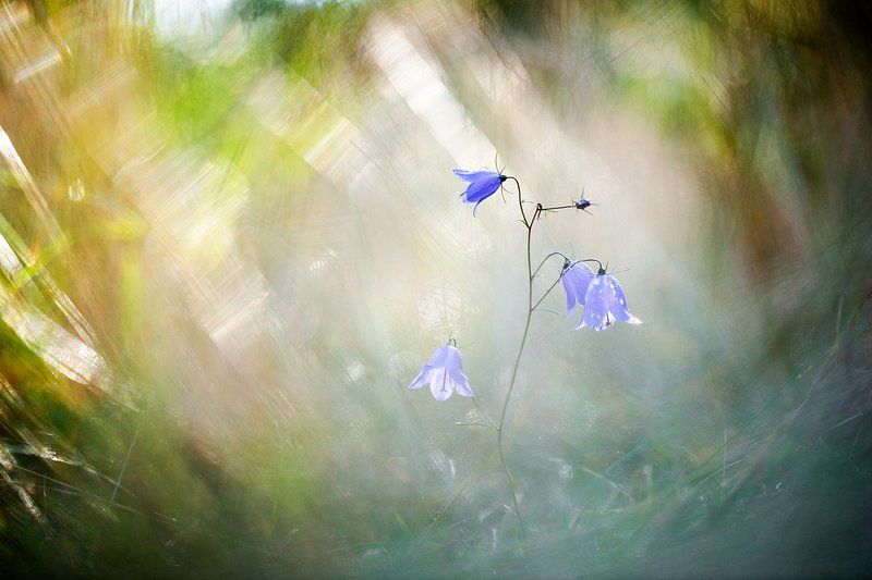 цветы, цветок,макро,растения,природа, колокольчик,осень,боке Смена декорацийphoto preview