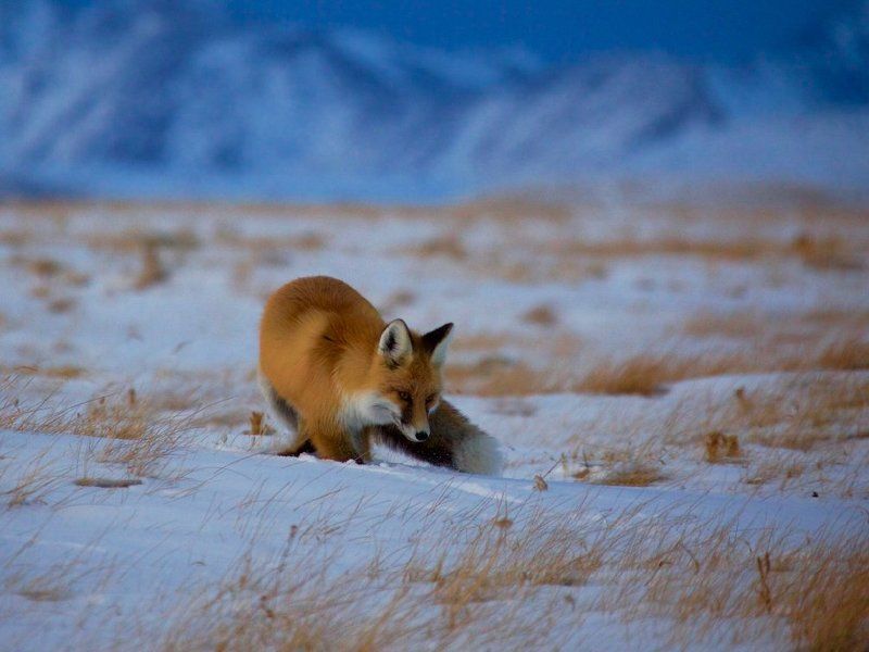 синий вечер. фото превью