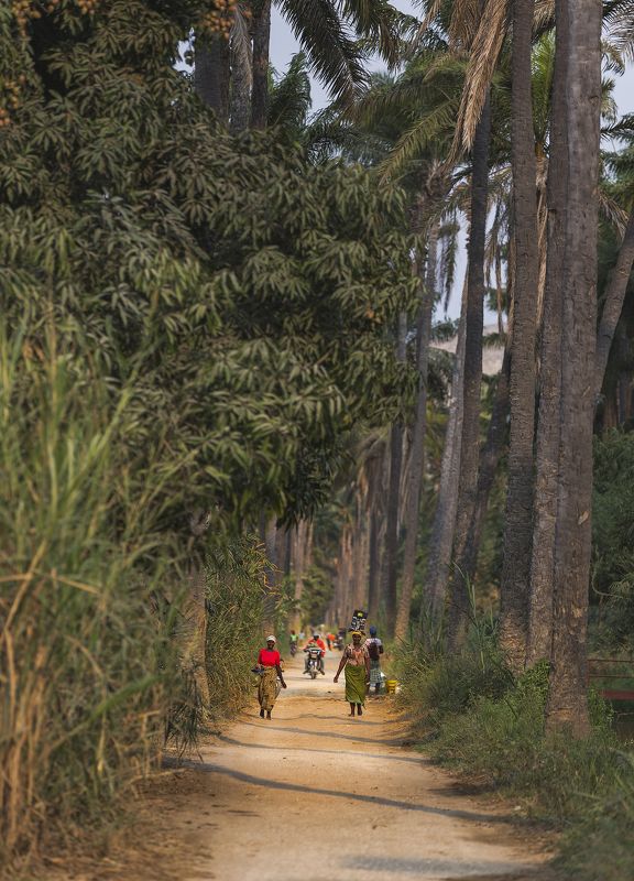 Ангола, аллея, жара, пальмы,  Другая жизнь фото превью