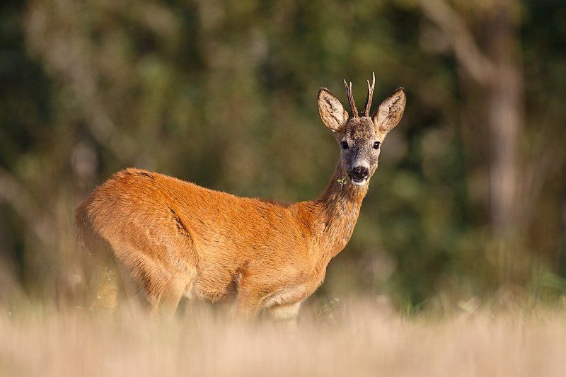 косуля, roe deer Рыжикphoto preview