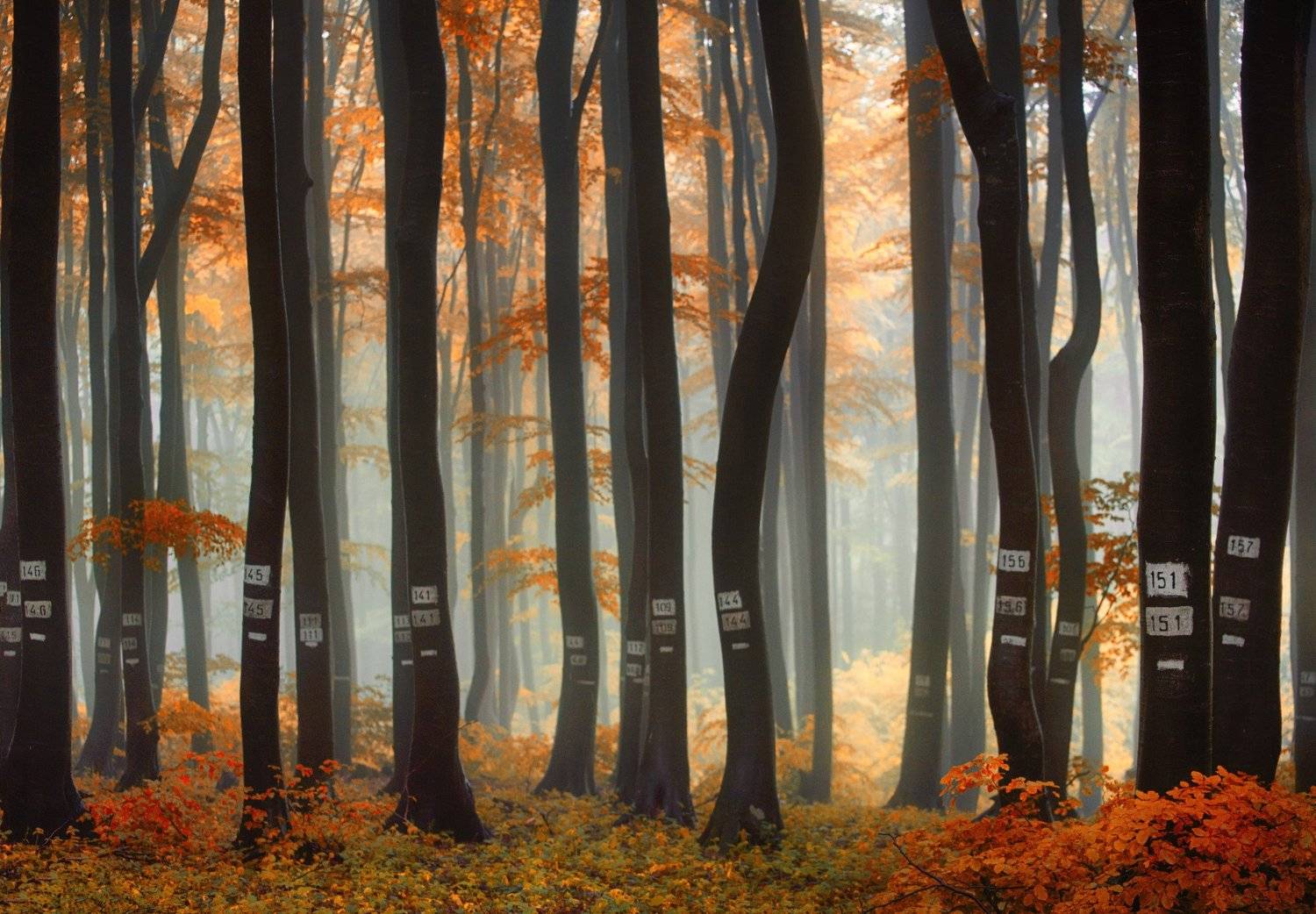 болгария, Красимир Матаров