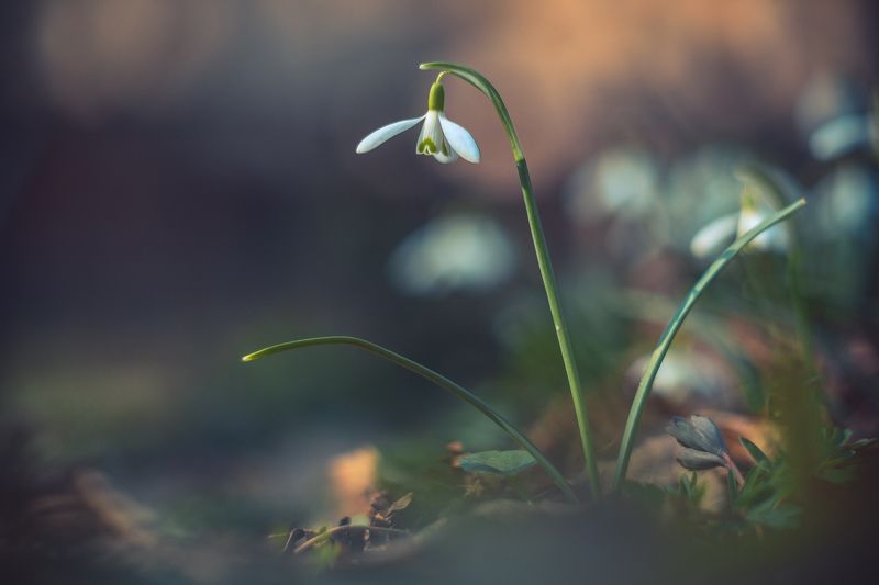 цветы, весна, природа, москва, макро Одинокий подснежникphoto preview