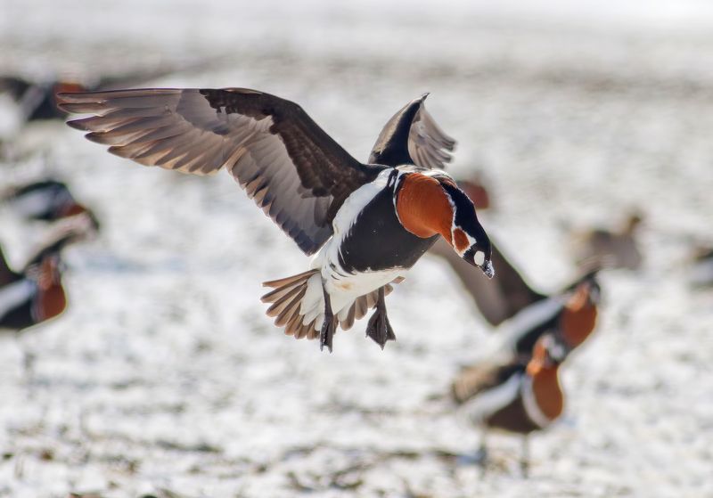 Червеногуша гъска     Branta ruficollisphoto preview